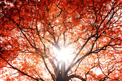 poster-print-light-of-autumn