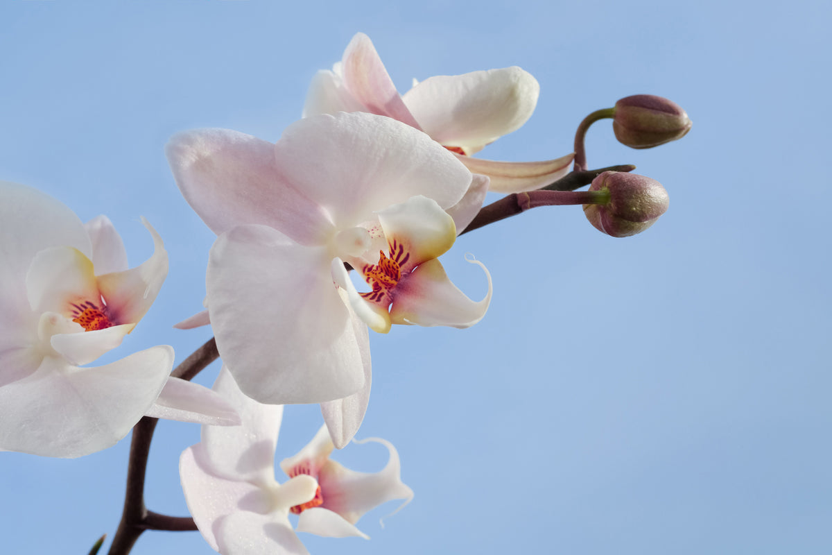 3-piece-acrylic-print-orchid-in-the-sky