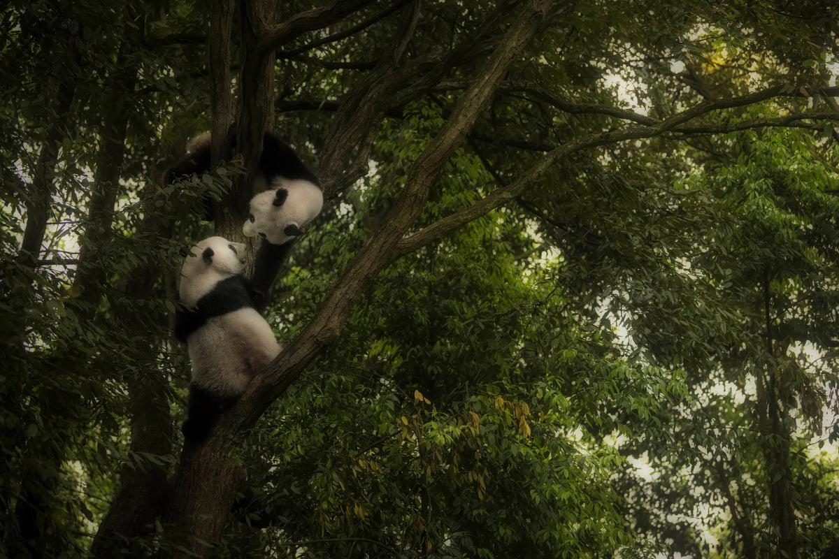canvas-print-panda-x