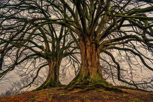modern-3-piece-acrylic-print-ghostly-trees