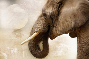 3-piece-acrylic-print-portrait-of-an-elephant