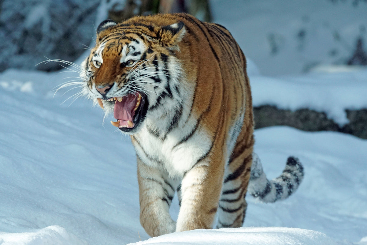 acrylic-print-tiger-in-the-snow