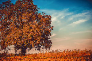 framedposter-print-the-nut-tree