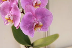 3-piece-acrylic-print-orchids-with-purple-flowers-in-xl