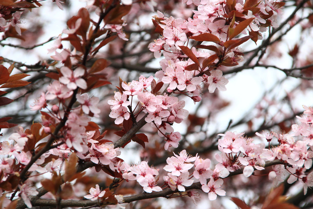 canvas-print-spring-is-here