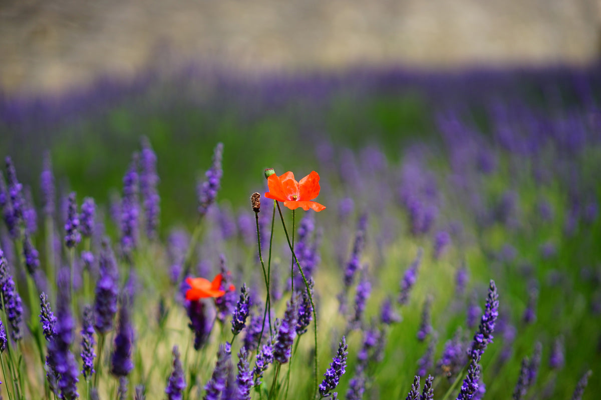 modern-3-piece-canvas-print-poppy-in-the-lavender