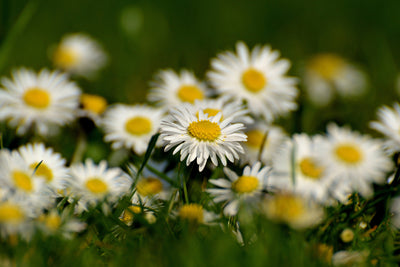 poster-print-daisies-xl-ii