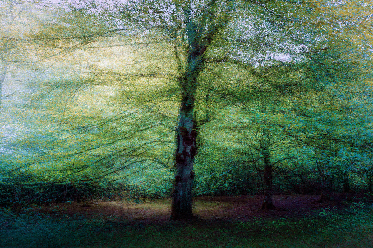 aluminium-print-forest-xpf