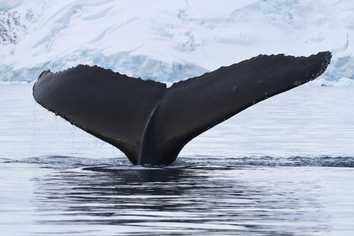 3-piece-acrylic-print-the-humpback-whale