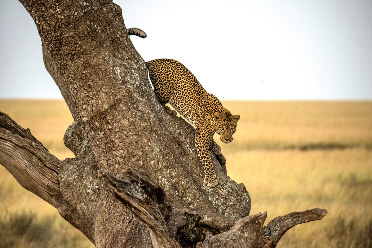 3-piece-aluminium-print-leopard-serengheti-tanzania