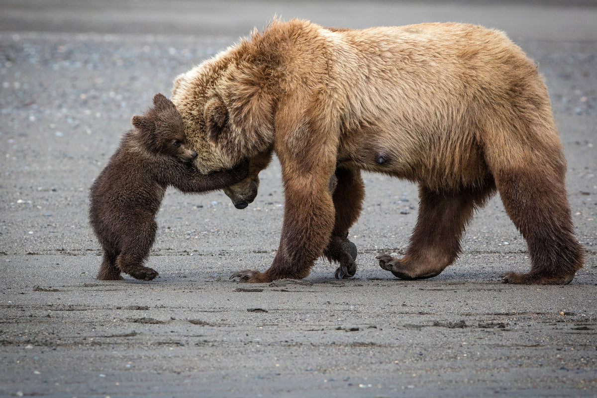 3-piece-acrylic-print-a-little-bear-hug