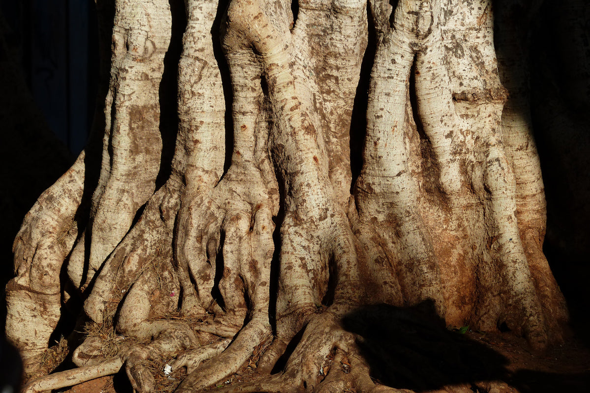acrylic-print-tree-close-up