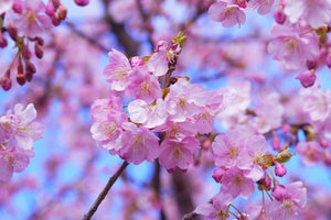 3-piece-acrylic-print-gorgeous-cherry-blossom