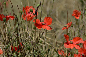 acrylic-print-the-poppy-in-nature