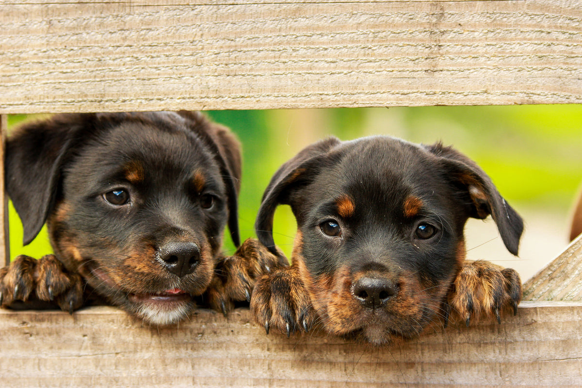 3-piece-aluminium-print-2-rottweiler-puppies
