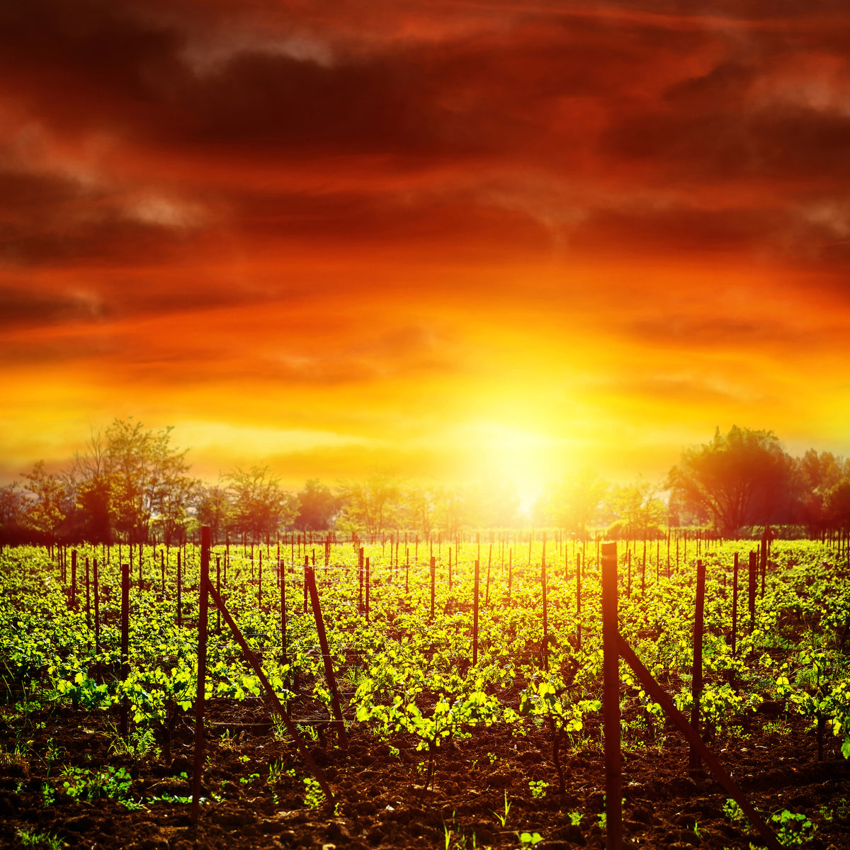 4-piece-aluminium-print-the-vineyard-at-sunset