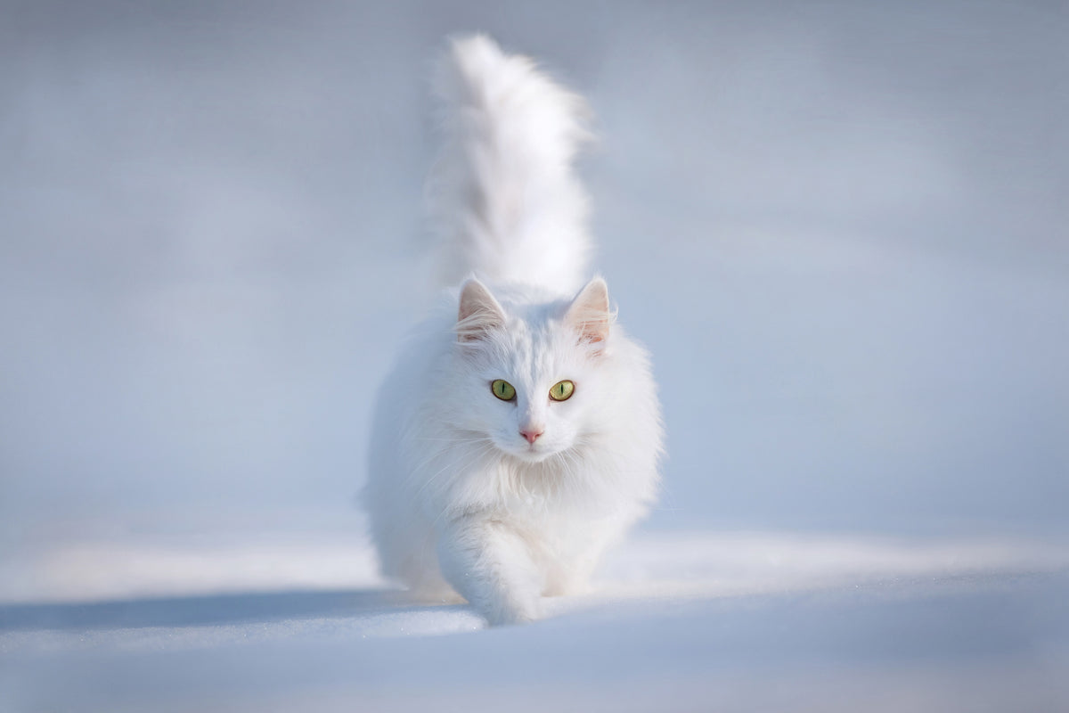 canvas-print-yellow-eyes