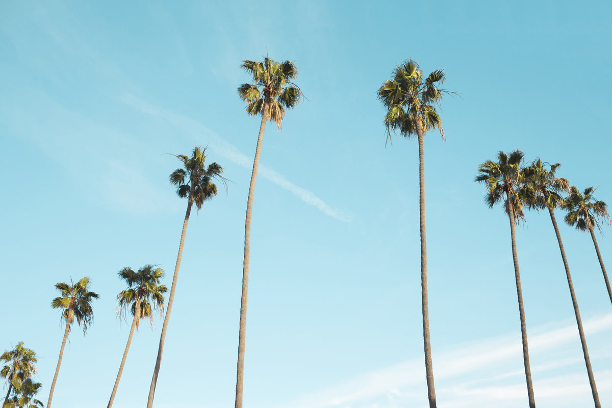 canvas-print-a-sky-full-of-palm-trees