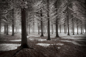 aluminium-print-the-onset-of-winter