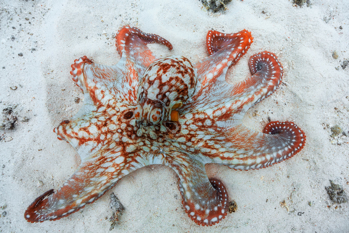 3-piece-acrylic-print-octopus-a