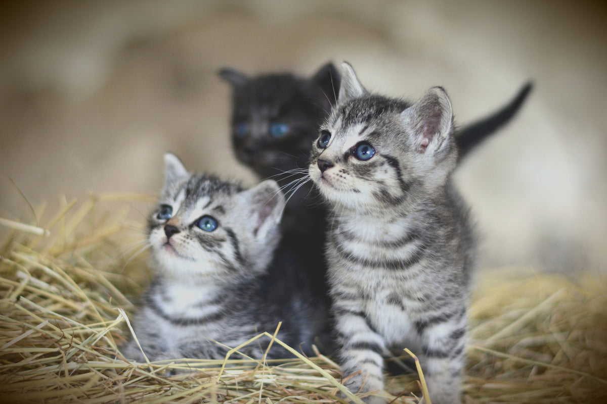 canvas-print-kitten-trio
