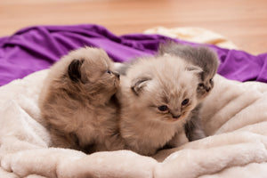 aluminium-print-kitten-trio-to-fall-in-love