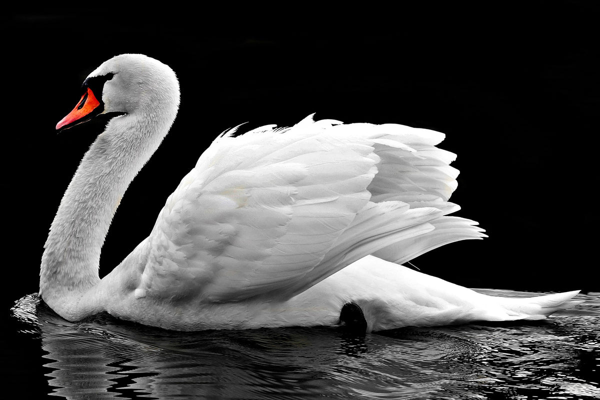 poster-print-the-graceful-swan