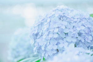 3-piece-canvas-print-the-hydrangea