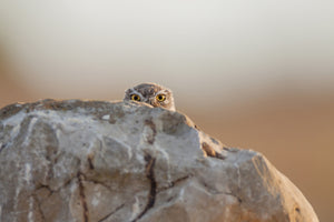 aluminium-print-little-owl