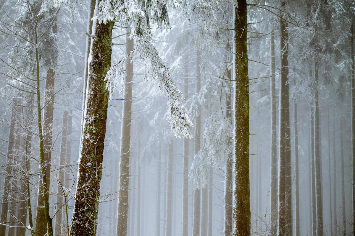 framedcanvas-print-forest-in-winter