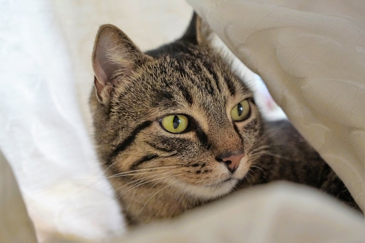 3-piece-canvas-print-favorite-cat