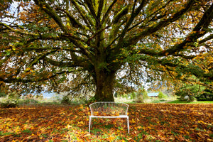 modern-3-piece-aluminium-print-my-favorite-tree
