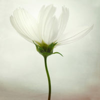 9-piece-acrylic-print-white-cosmos