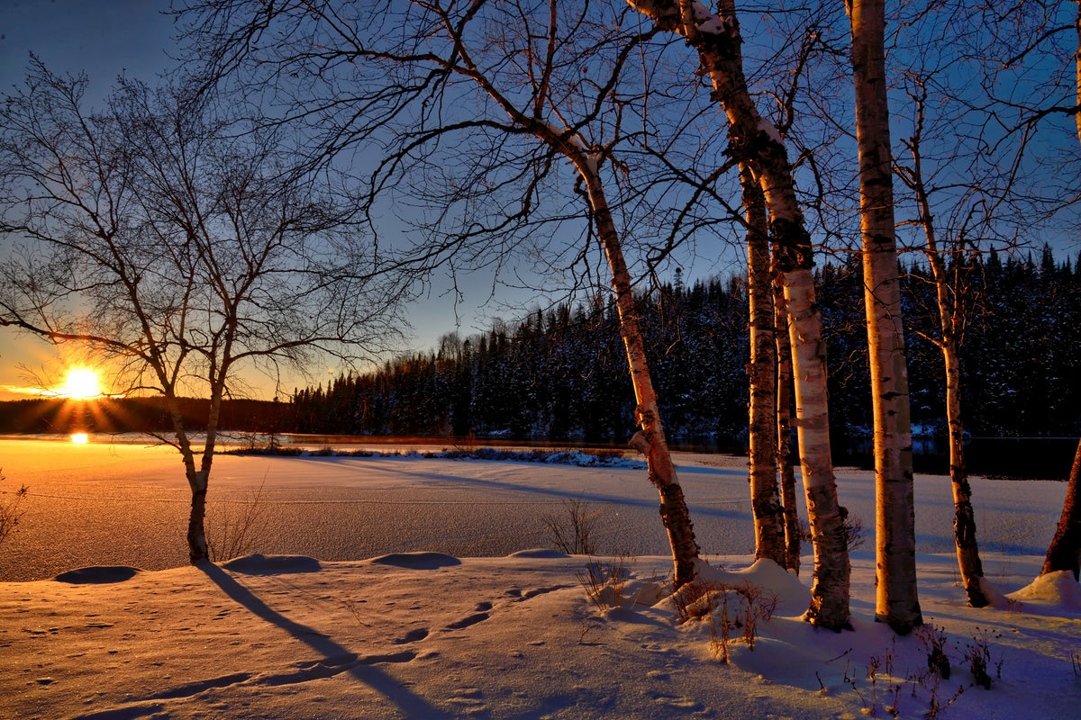 aluminium-print-birches-in-the-sunset