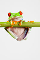 canvas-print-frog-acrobatics