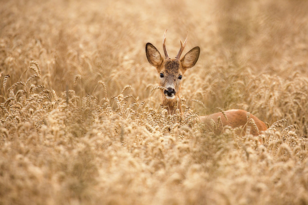 framedcanvas-print-deer-in-the-field-x