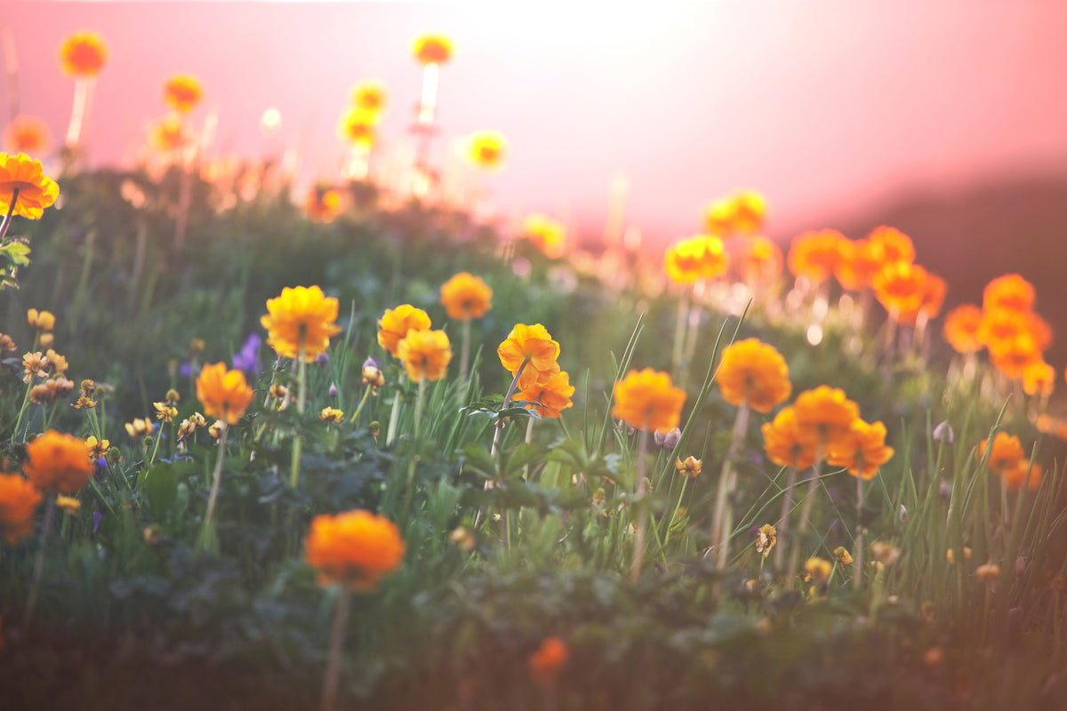 modern-3-piece-canvas-print-the-mountain-meadow