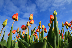 canvas-print-tulips-tower-to-the-sky