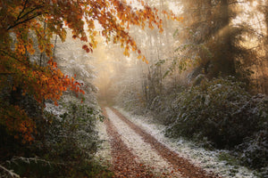 canvas-print-frosty-fall-x