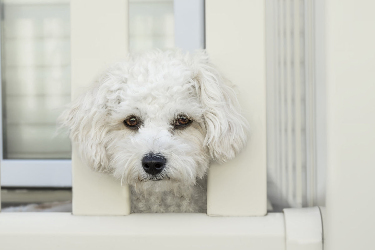 canvas-print-a-dog-girl-to-fall-in-love