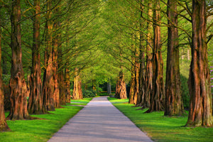 aluminium-print-beautiful-avenue-in-nature