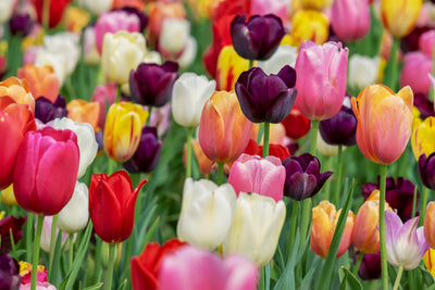 poster-print-the-colors-of-the-tulips