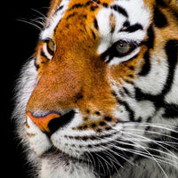 9-piece-canvas-print-close-up-tiger-head