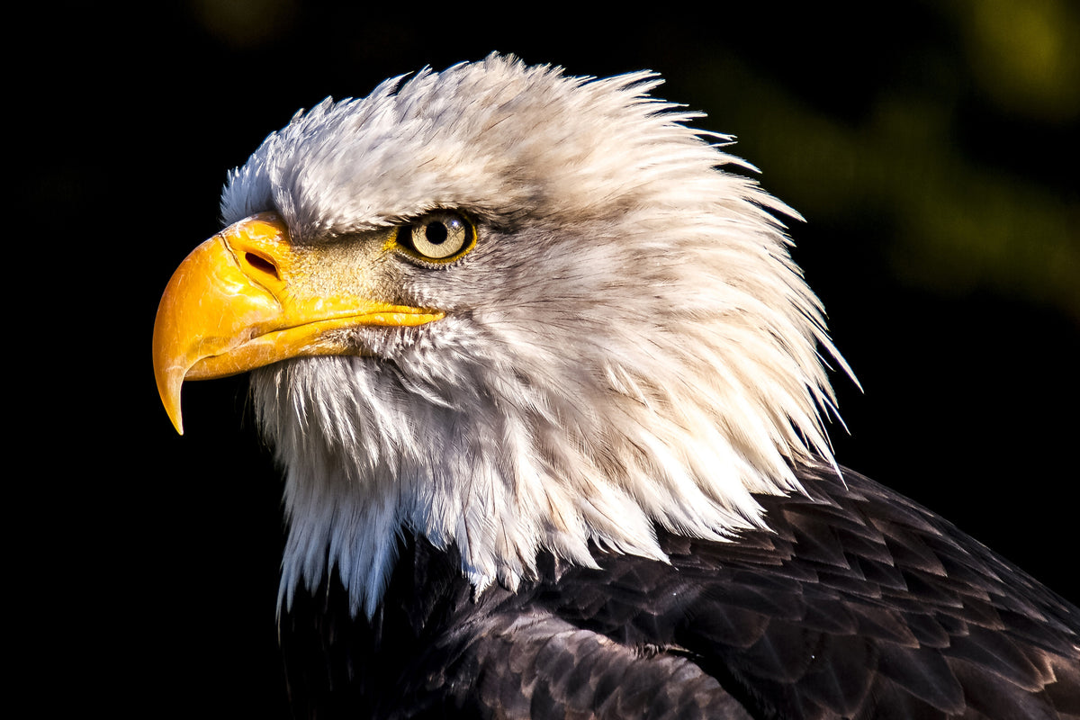 canvas-print-the-eagle-head