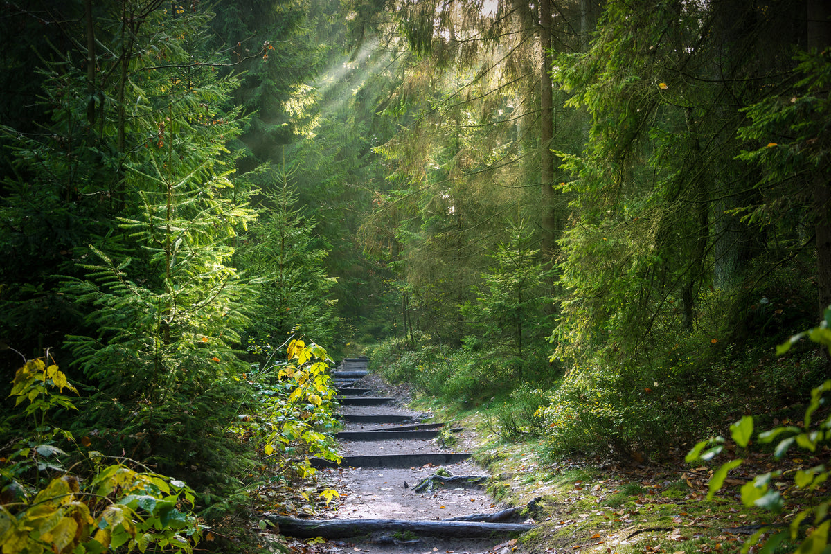 framedposter-print-a-path-between-firs