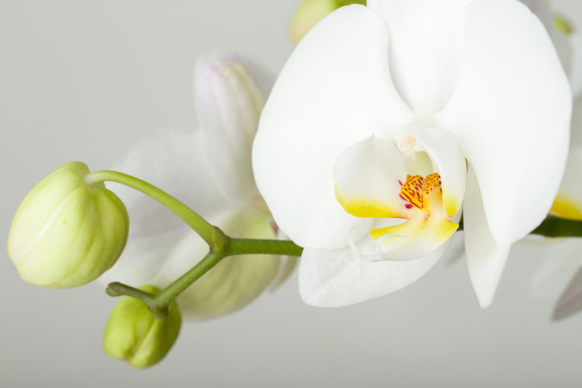 aluminium-print-giant-orchid