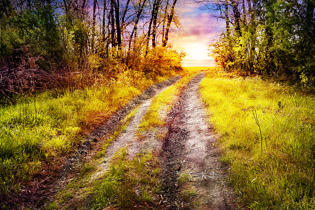 3-piece-aluminium-print-the-forest-path