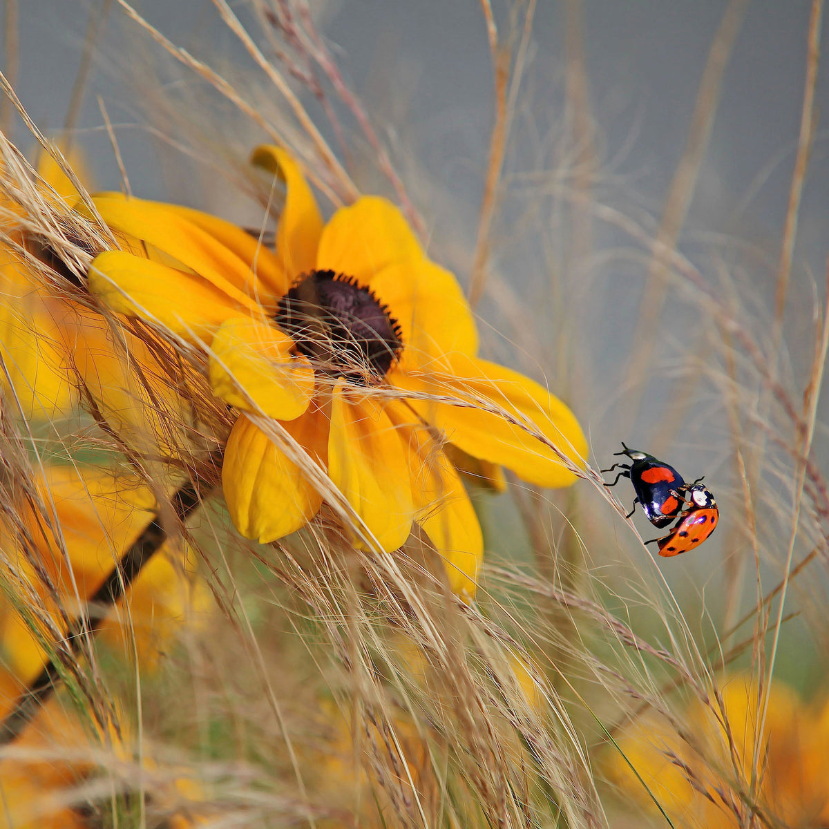 acrylic-print-colors-of-summer-ii