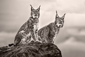 aluminium-print-two-lynx-on-rock