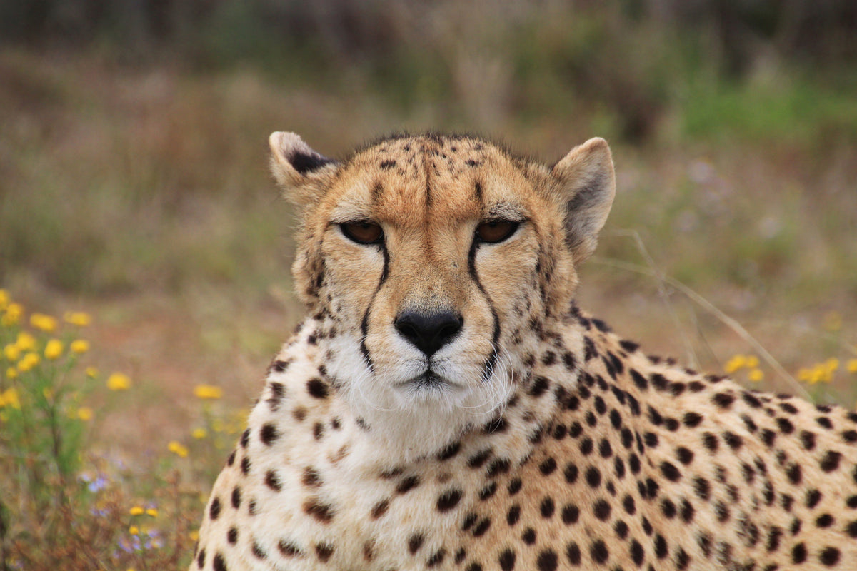 poster-print-cheetah-xl